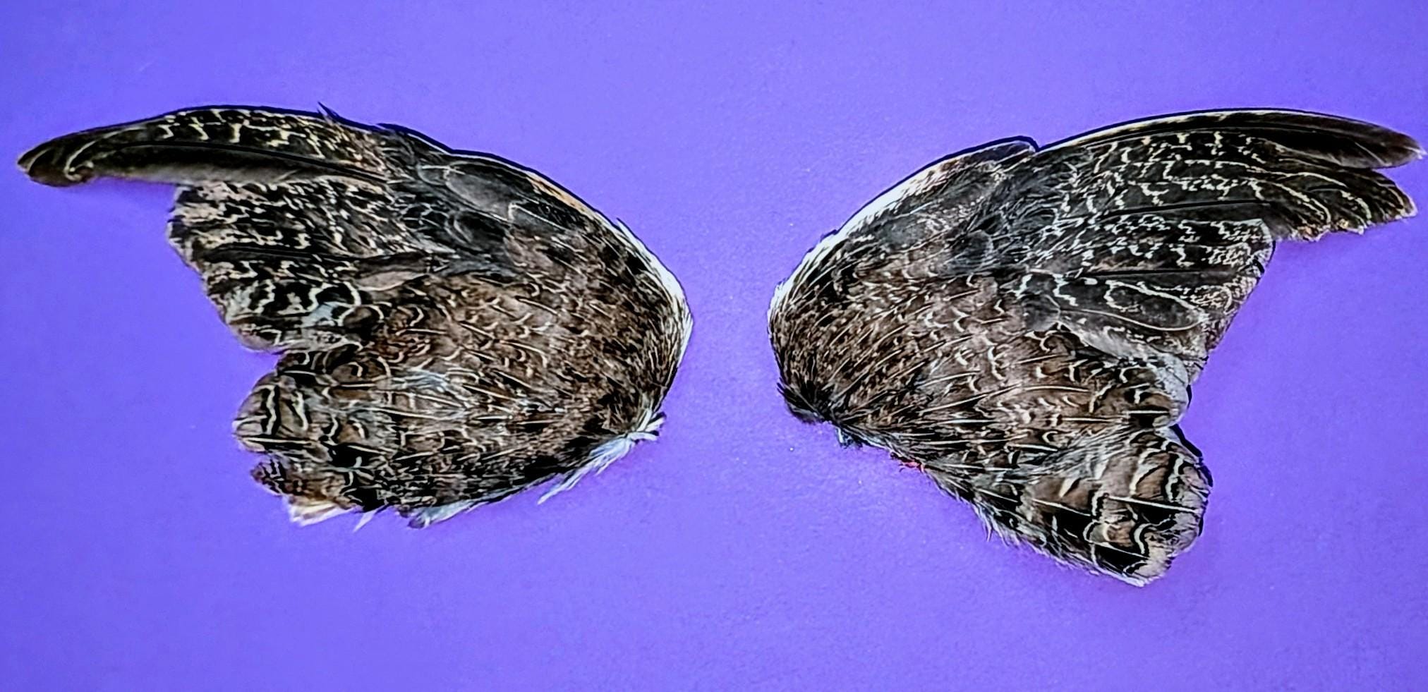 Dehydrated Quail Wings