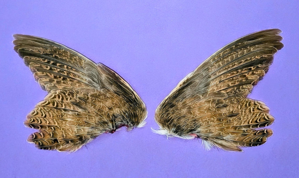 Dehydrated Quail Wings