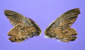 Dehydrated Quail Wings