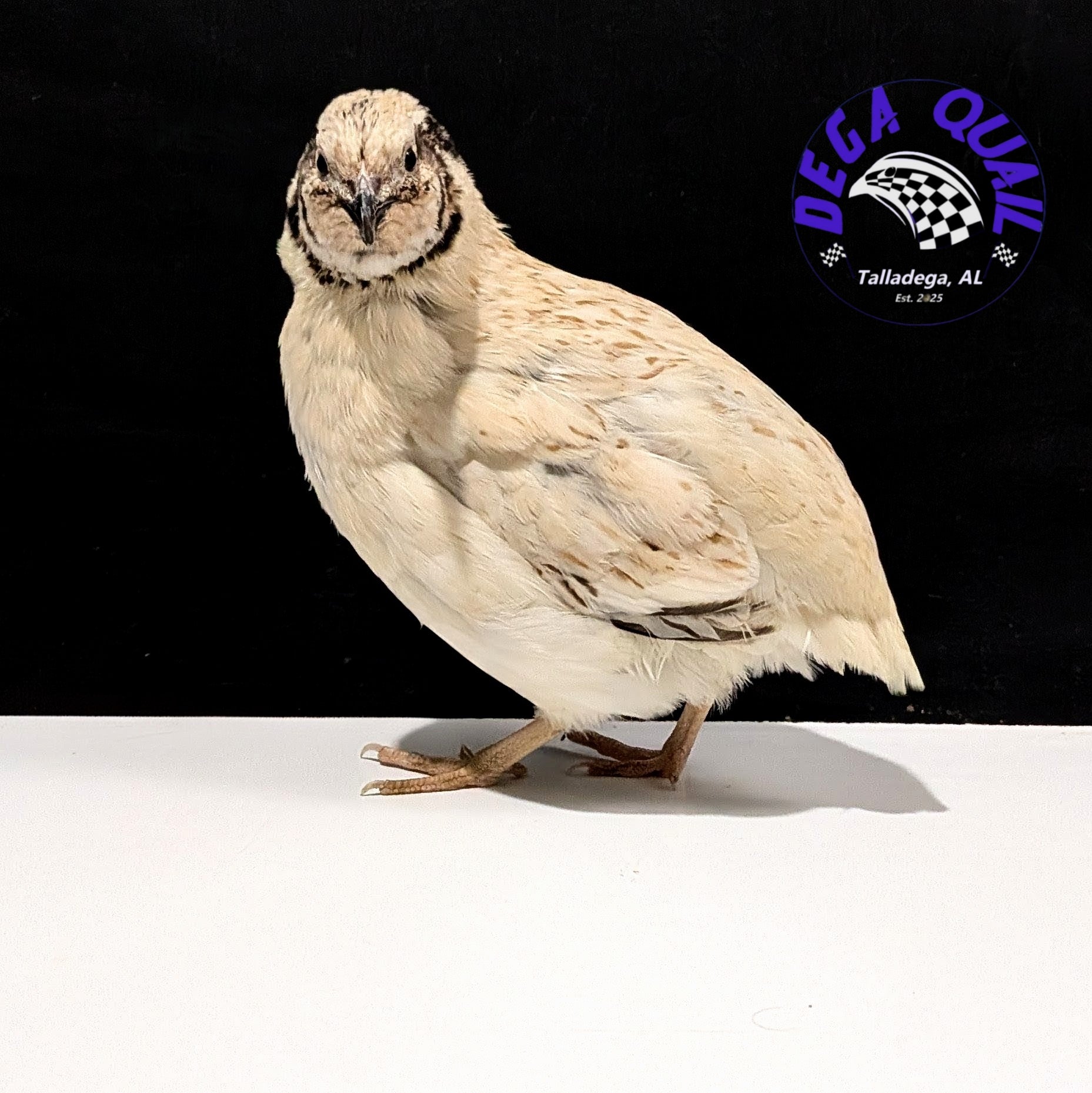 Coturnix Quail Adults/ Juveniles