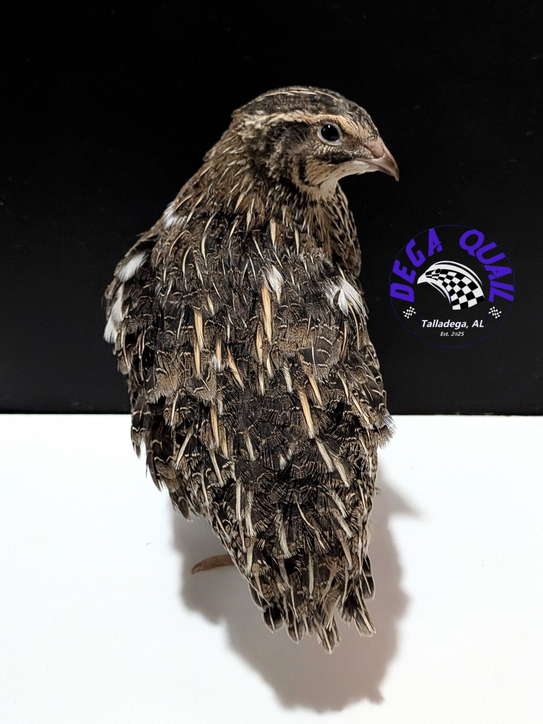 Jumbo Coturnix Adults/ Juveniles