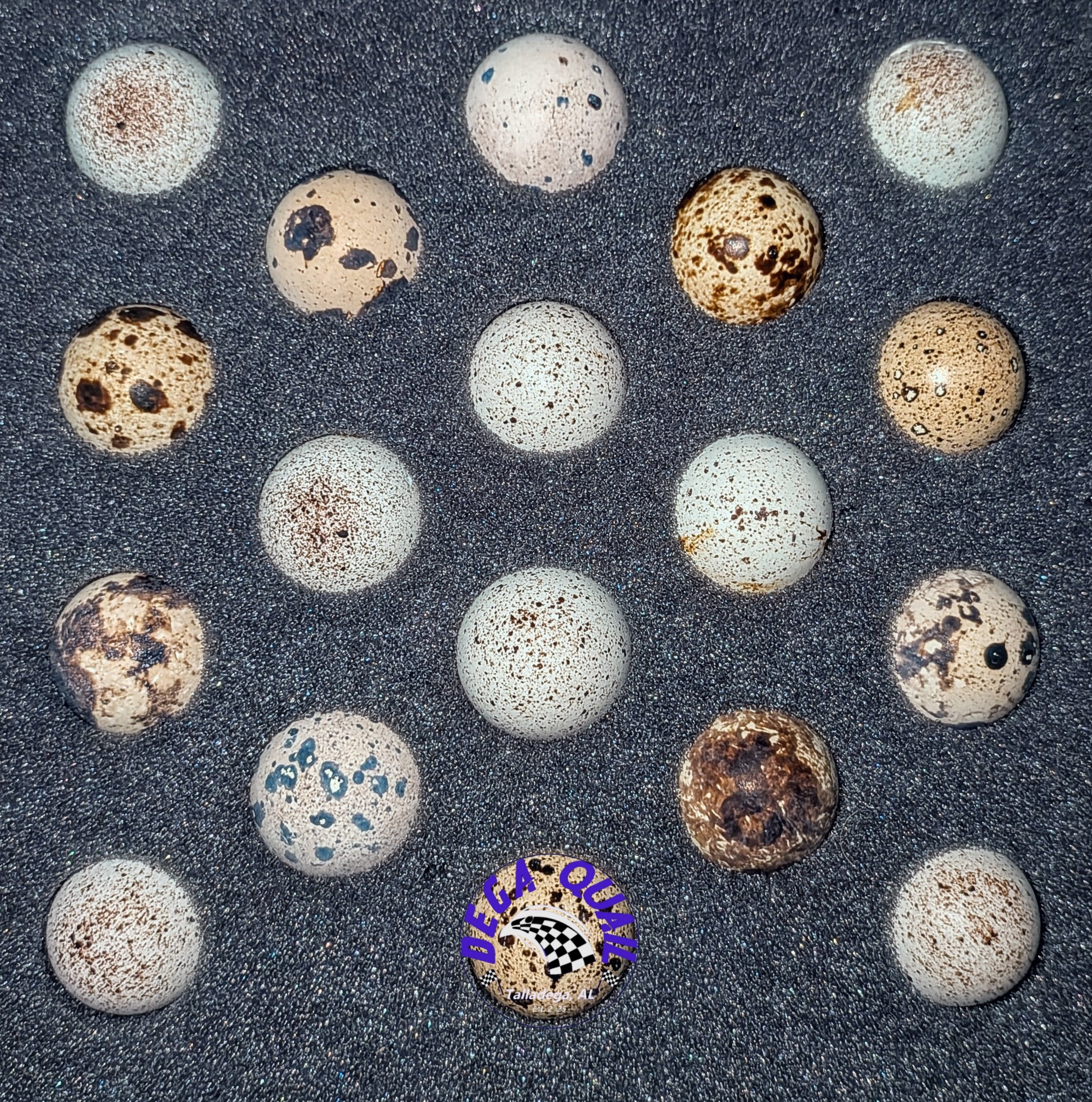 Hens Choice Hatching Eggs