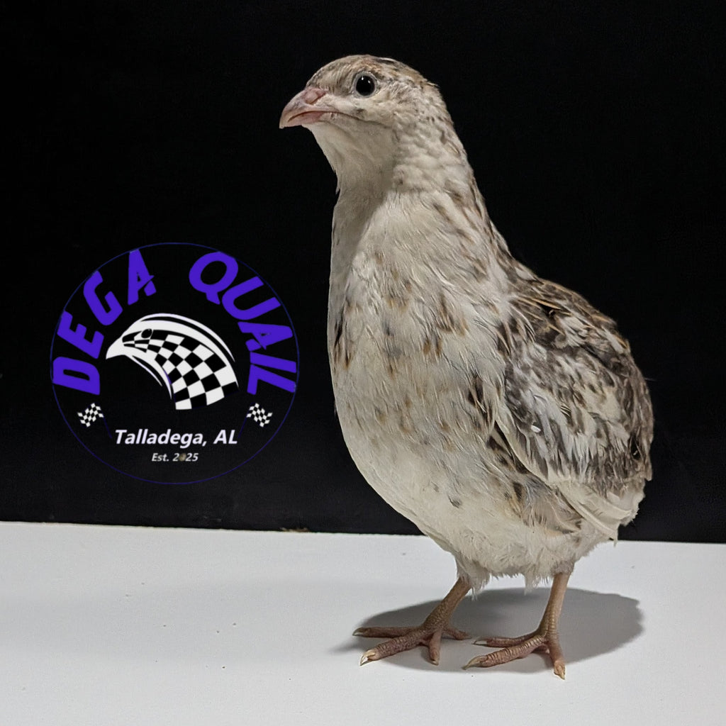 New Release! Andalusian Collection Hatching Eggs