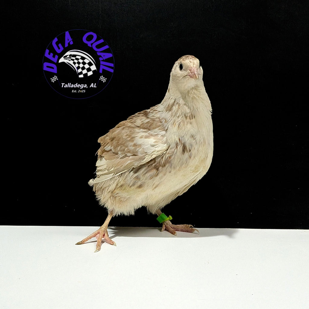 Hens Choice Hatching Eggs