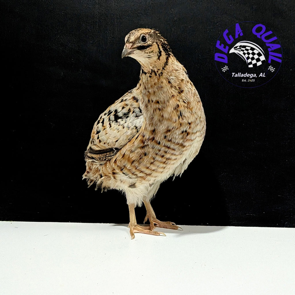 Hens Choice Hatching Eggs