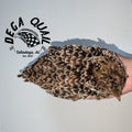 Jumbo Coturnix Adults/ Juveniles