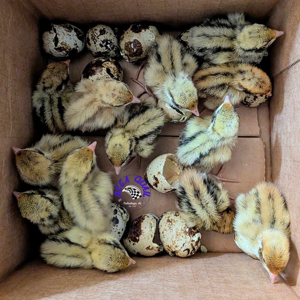 Assorted Coturnix Chicks (Pre-Order)