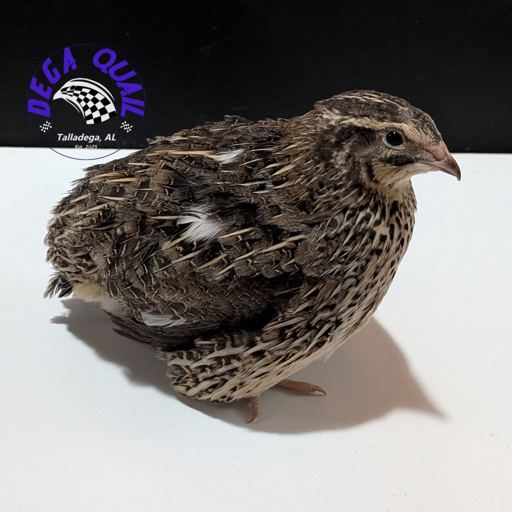 Jumbo Coturnix Adults/ Juveniles