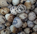 Quail Eating Eggs