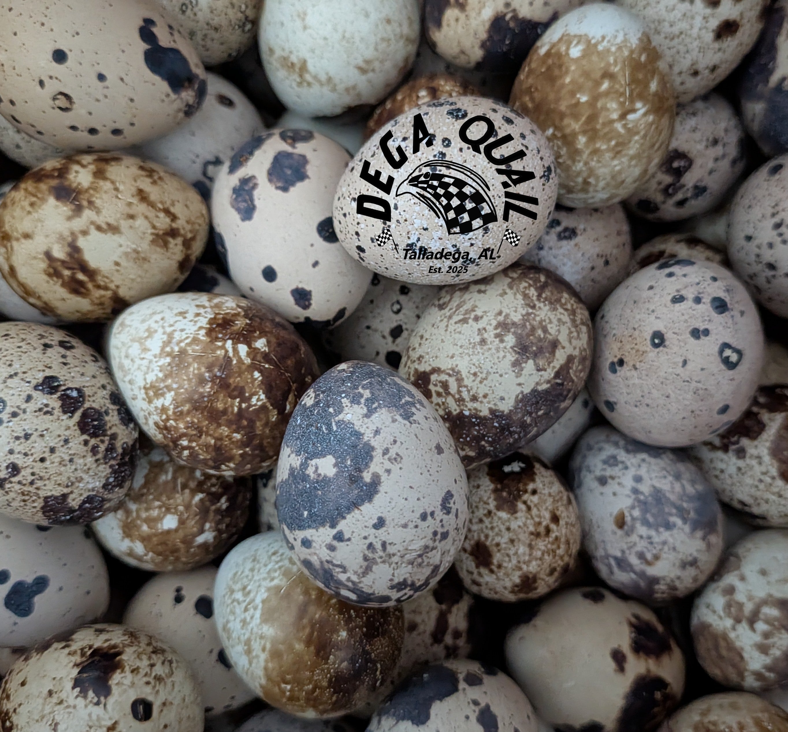 Quail Eating Eggs