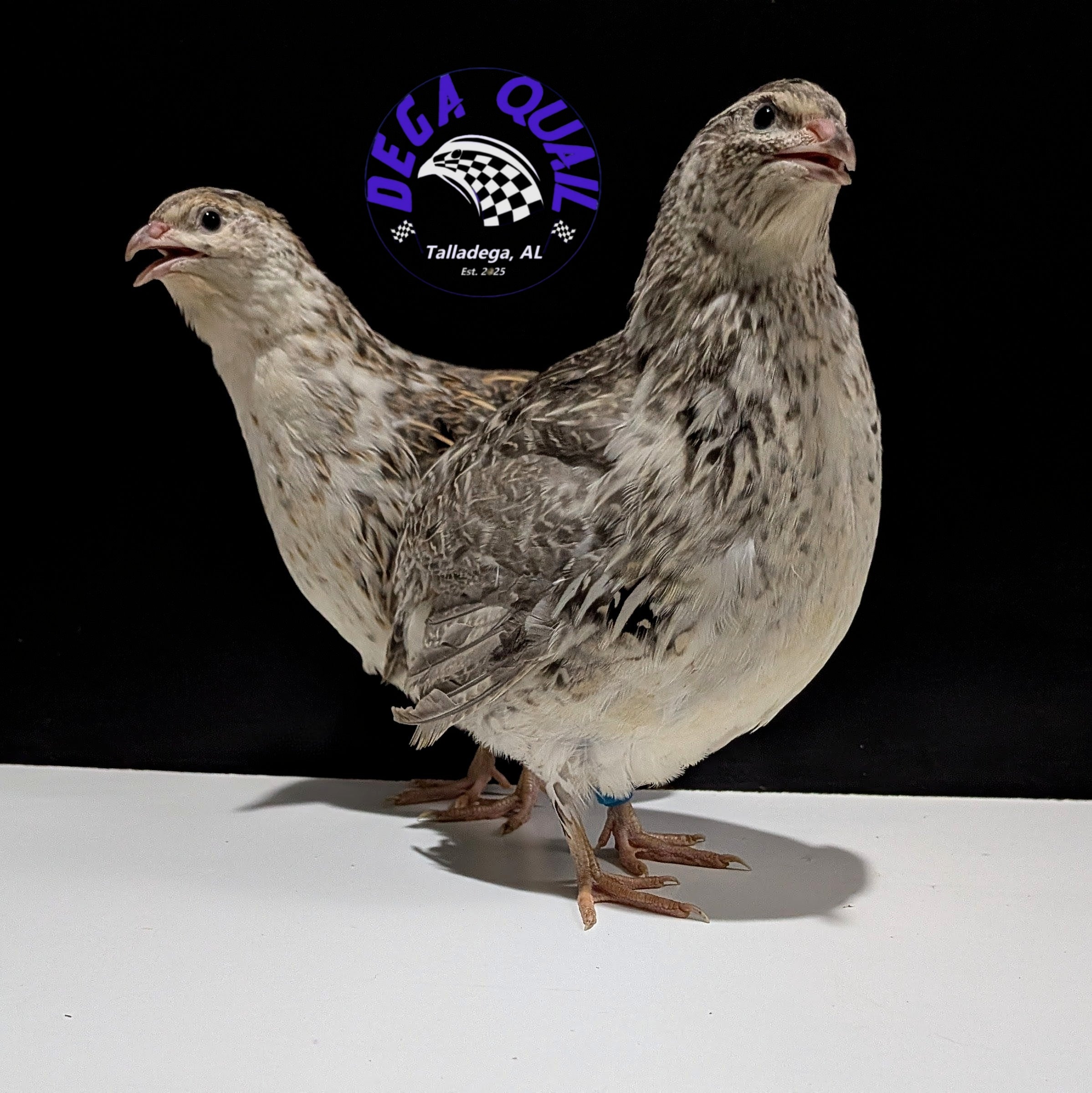 New Release! Andalusian Collection Hatching Eggs