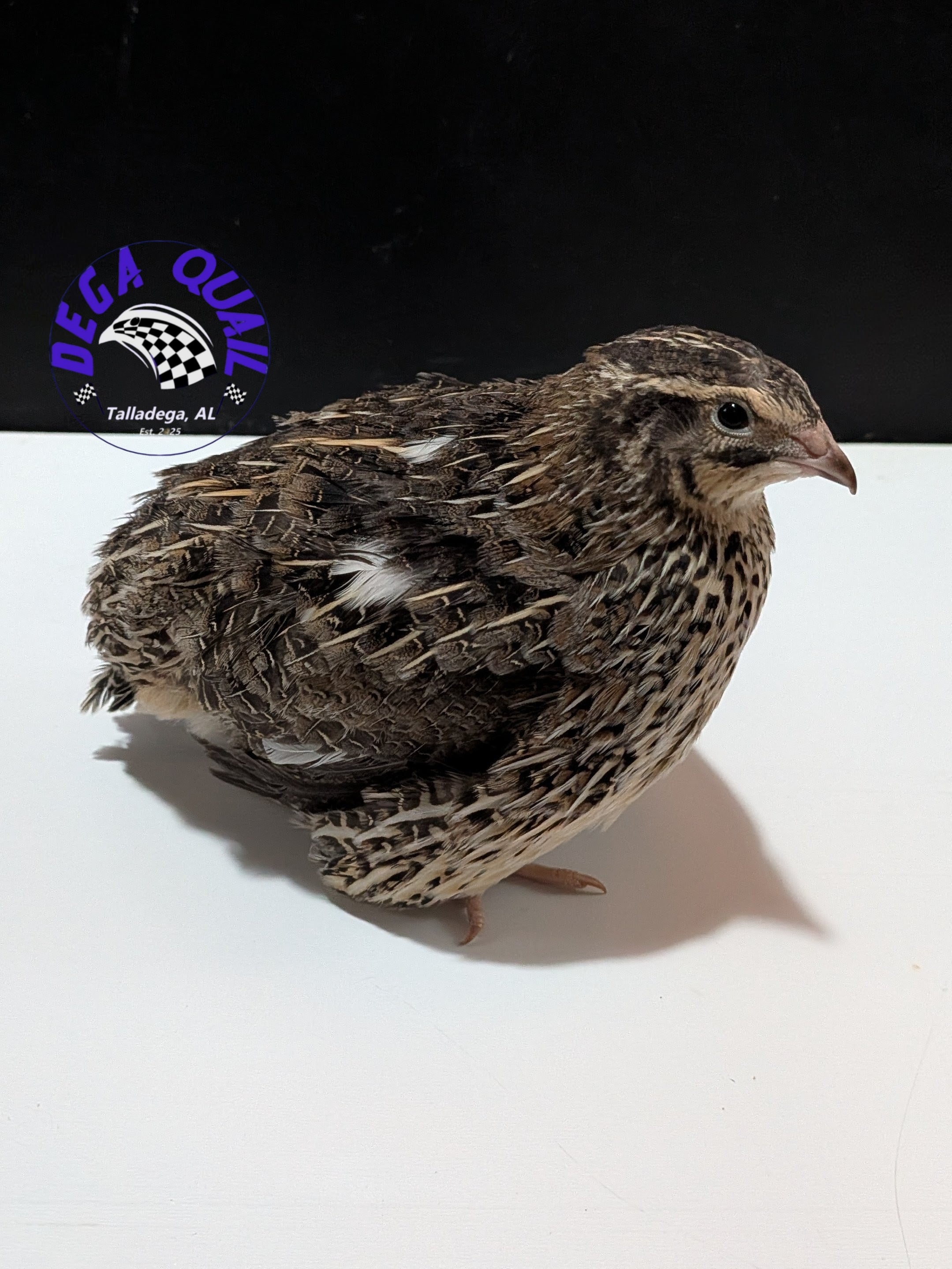 Jumbo Coturnix Adults/ Juveniles