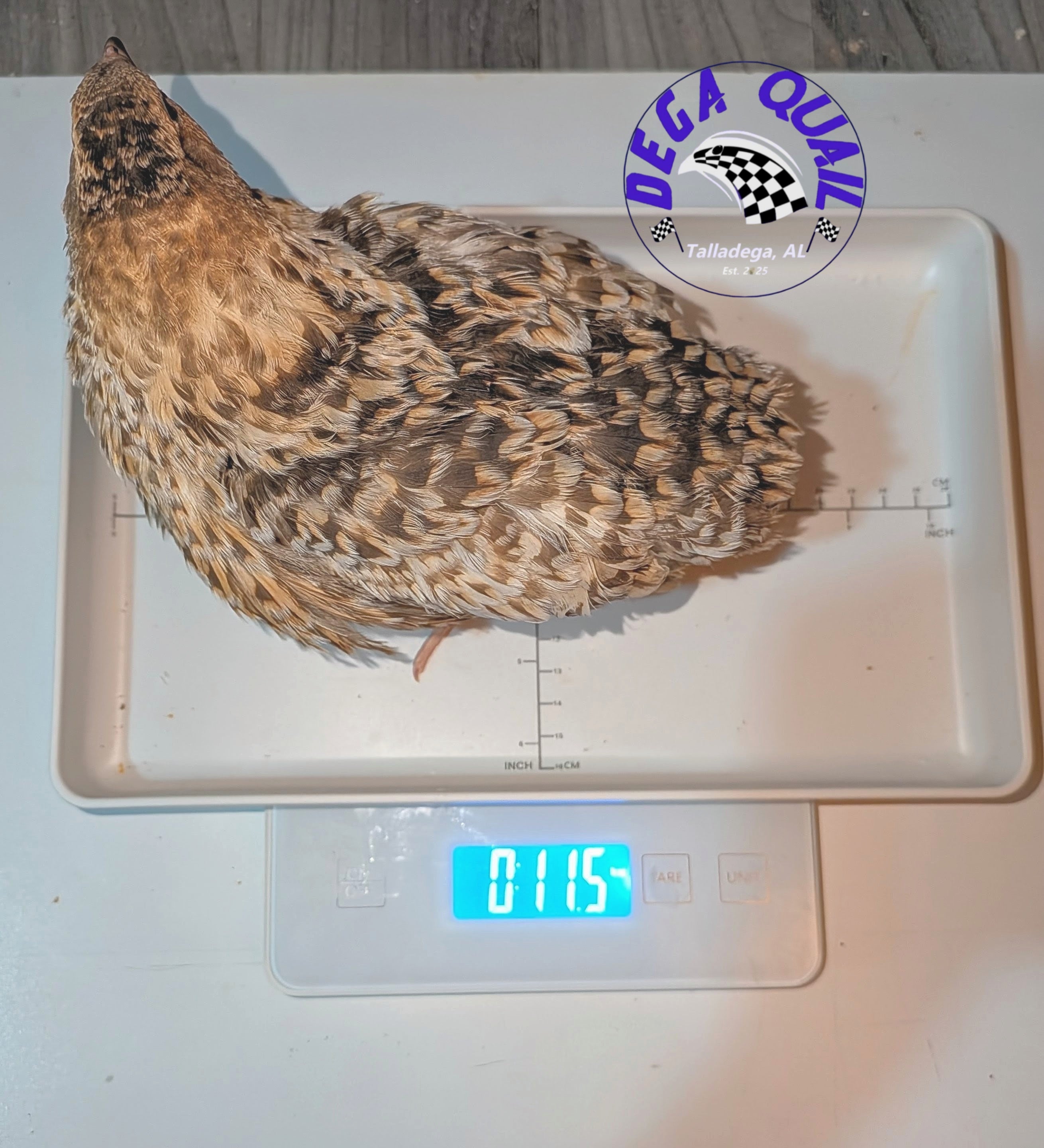 Jumbo Coturnix Adults/ Juveniles