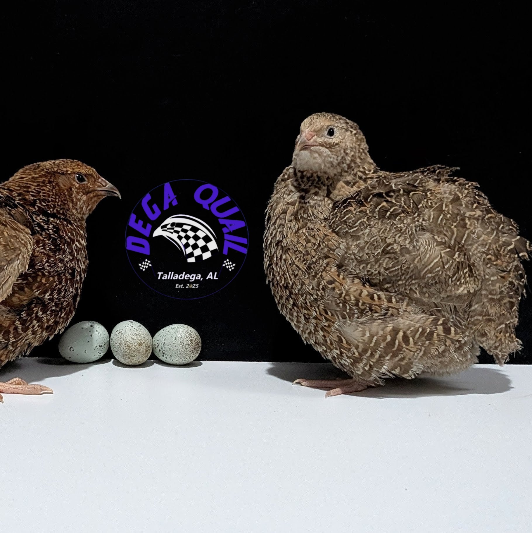 Hens Choice Hatching Eggs