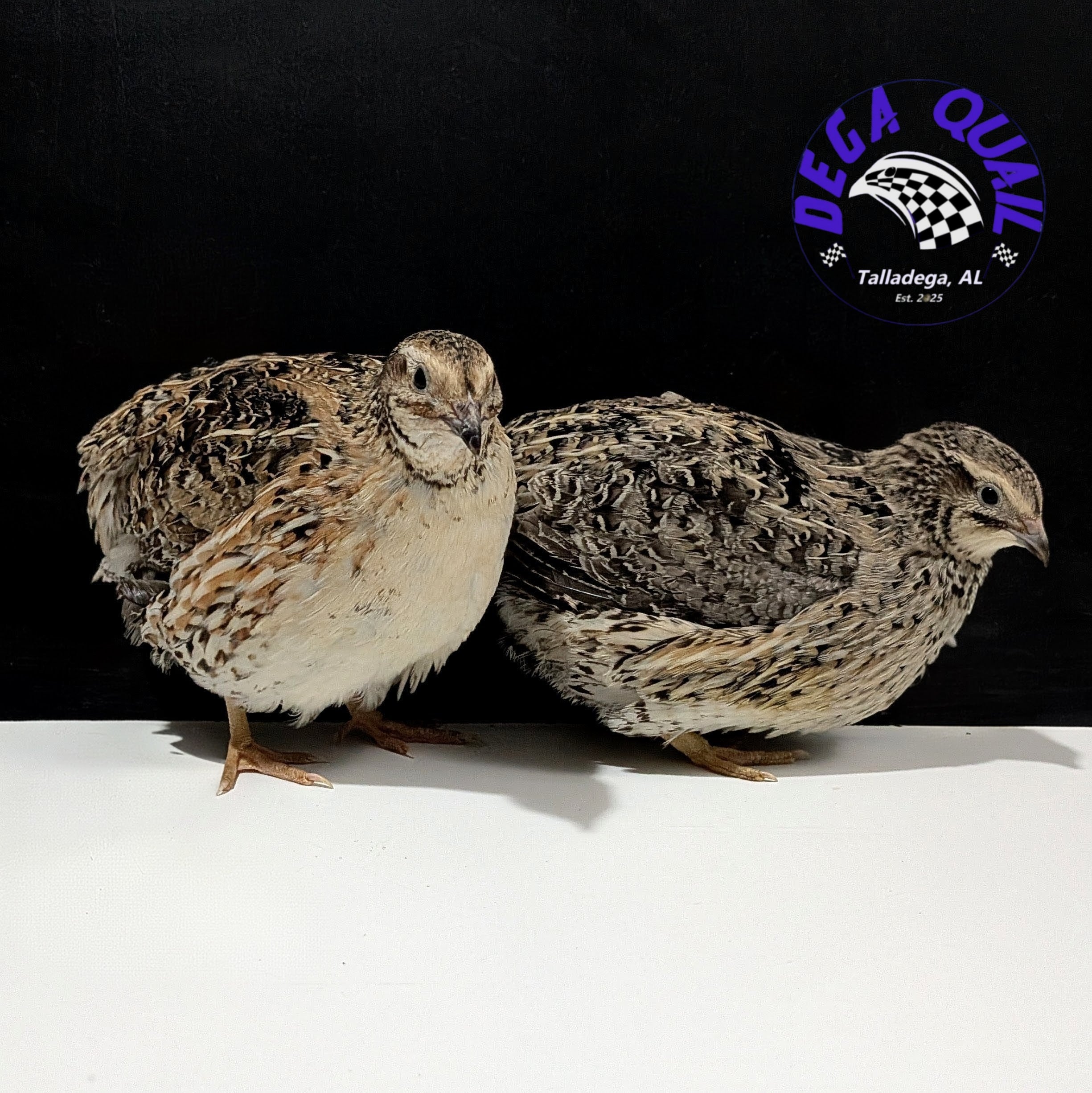 Coturnix Quail Adults/ Juveniles