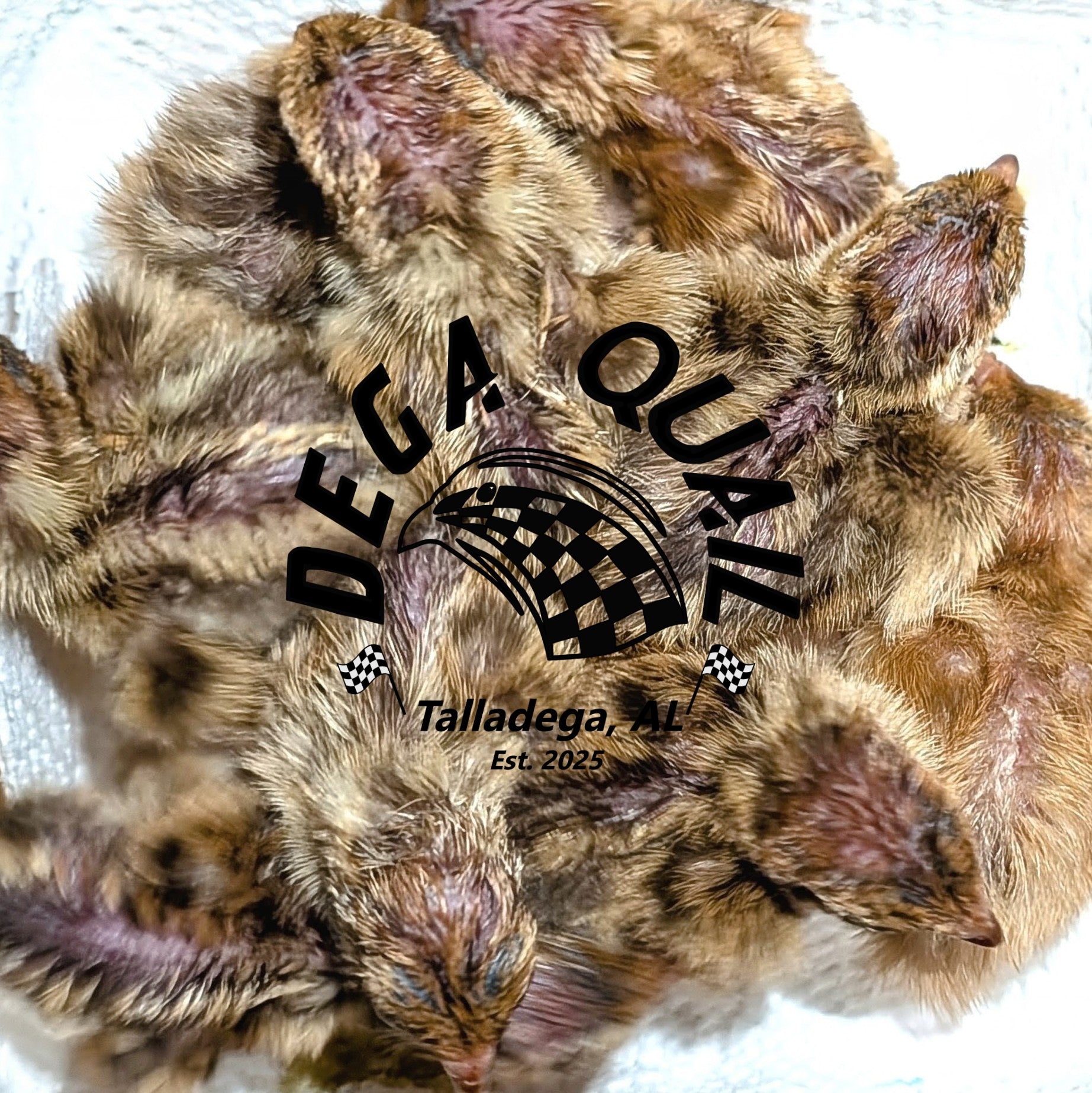 Jumbo Celadon Coturnix Chicks