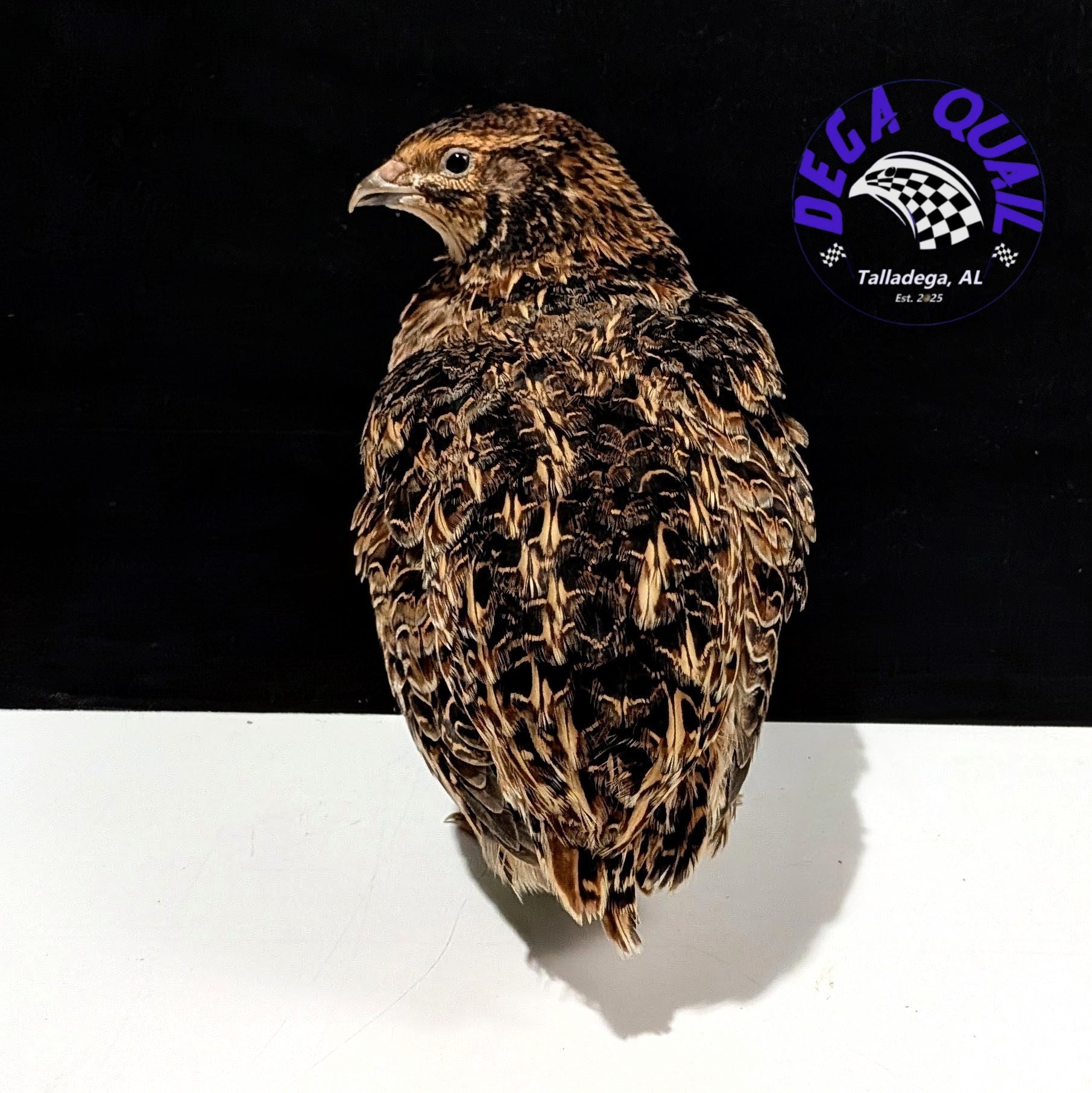 Coturnix Quail Adults/ Juveniles