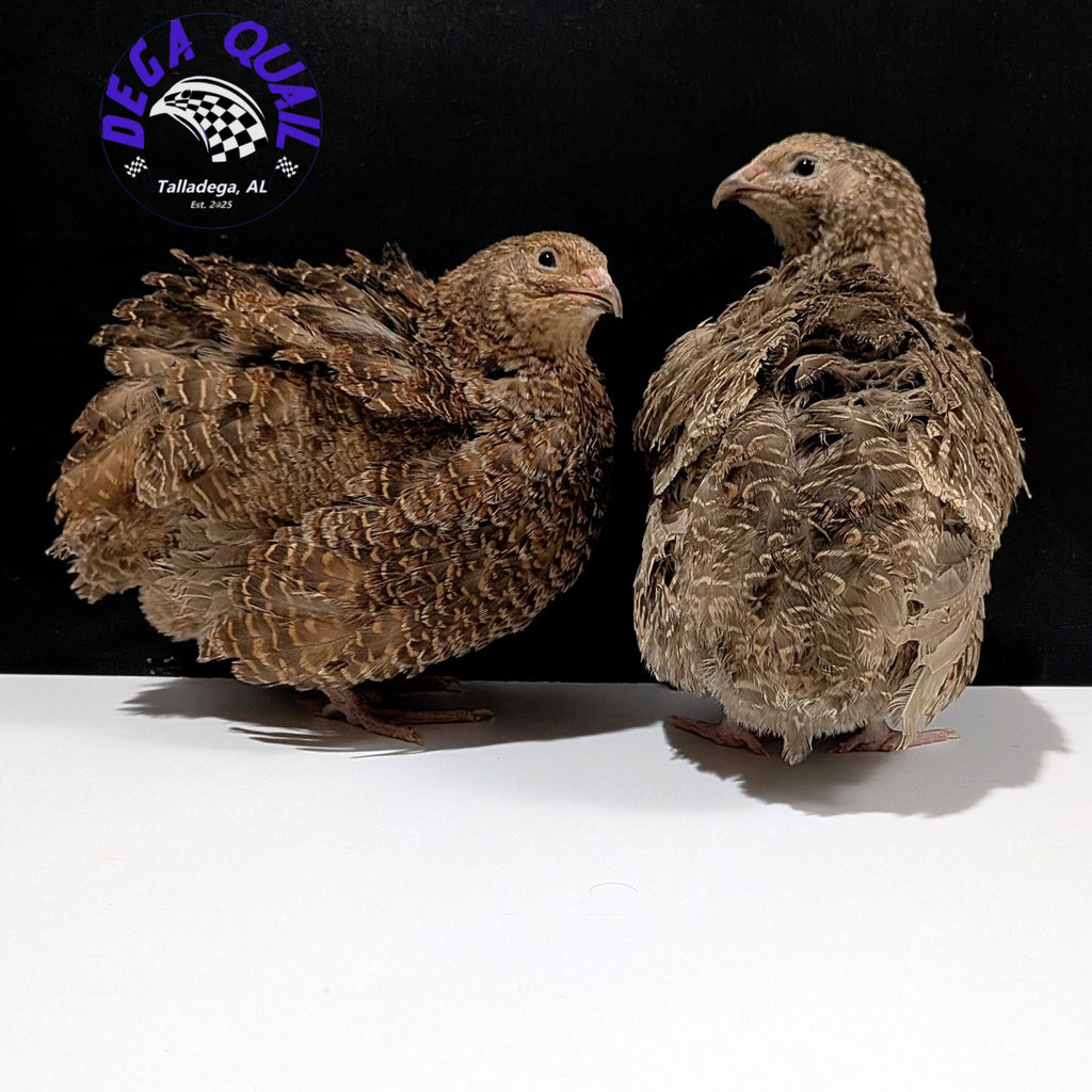 Hens Choice Hatching Eggs