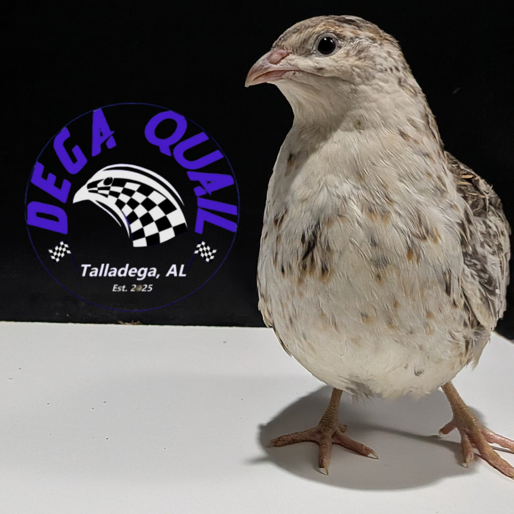 New Release! Andalusian Collection Hatching Eggs