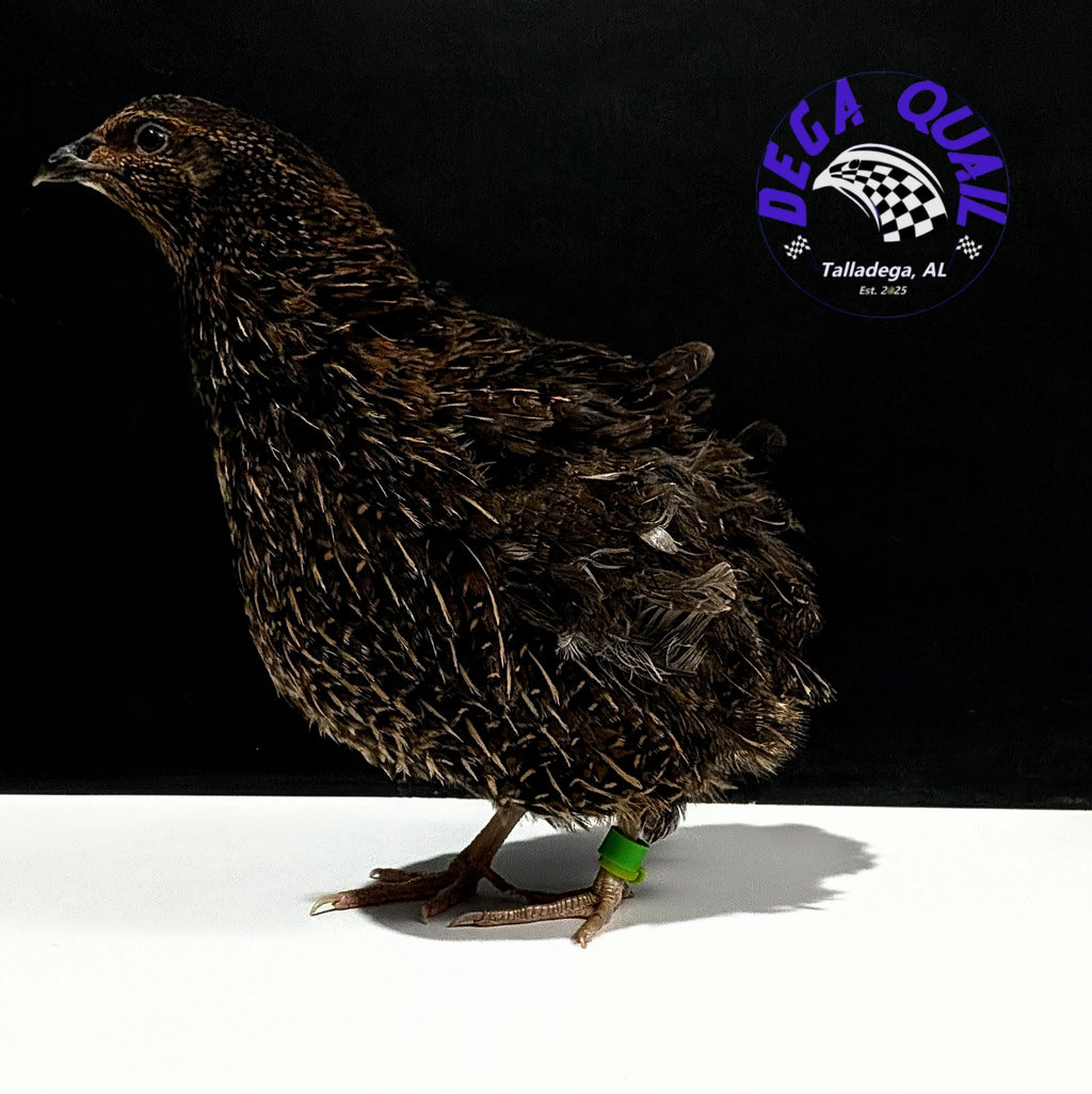 Hens Choice Hatching Eggs