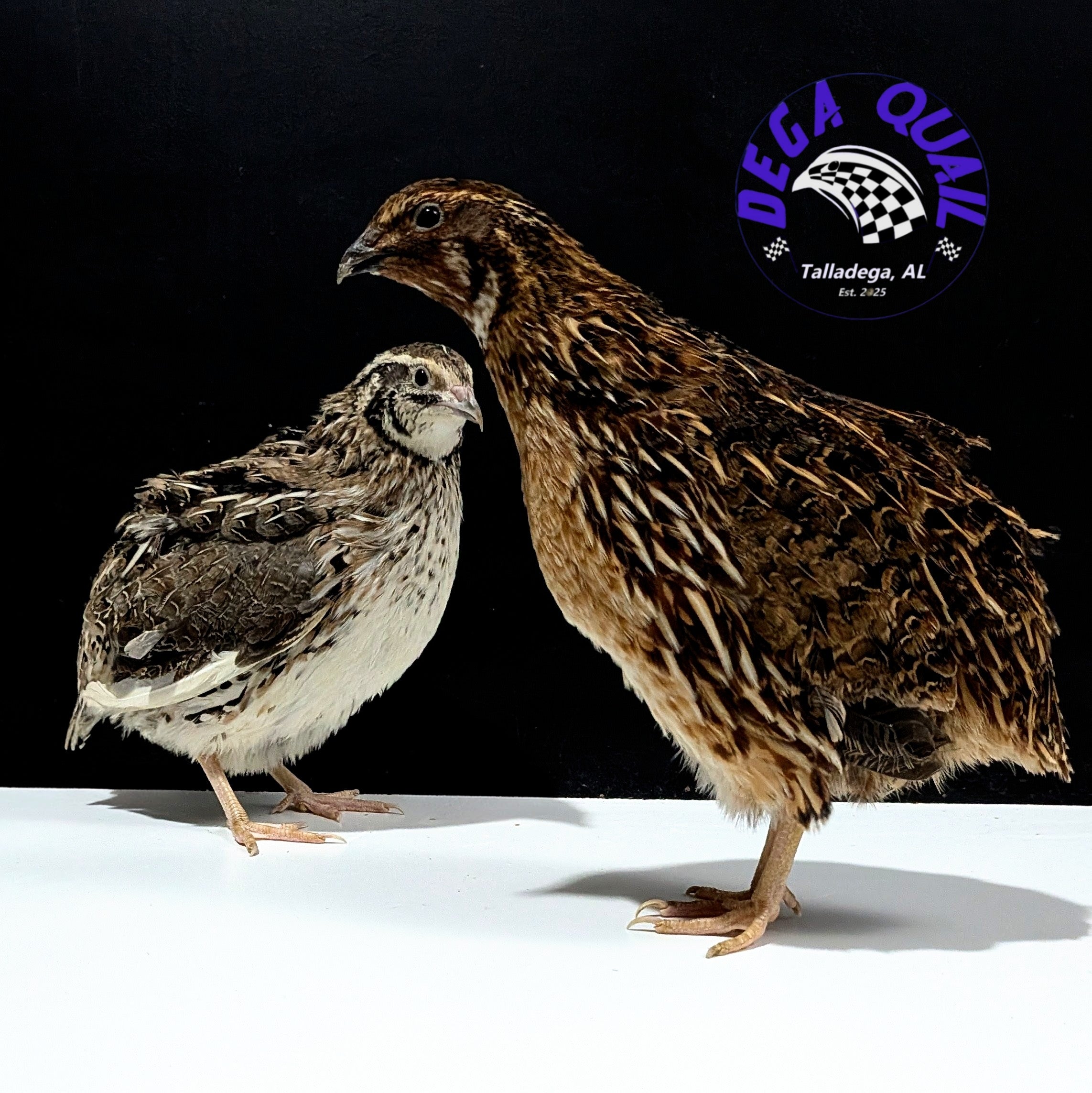 Hens Choice Hatching Eggs