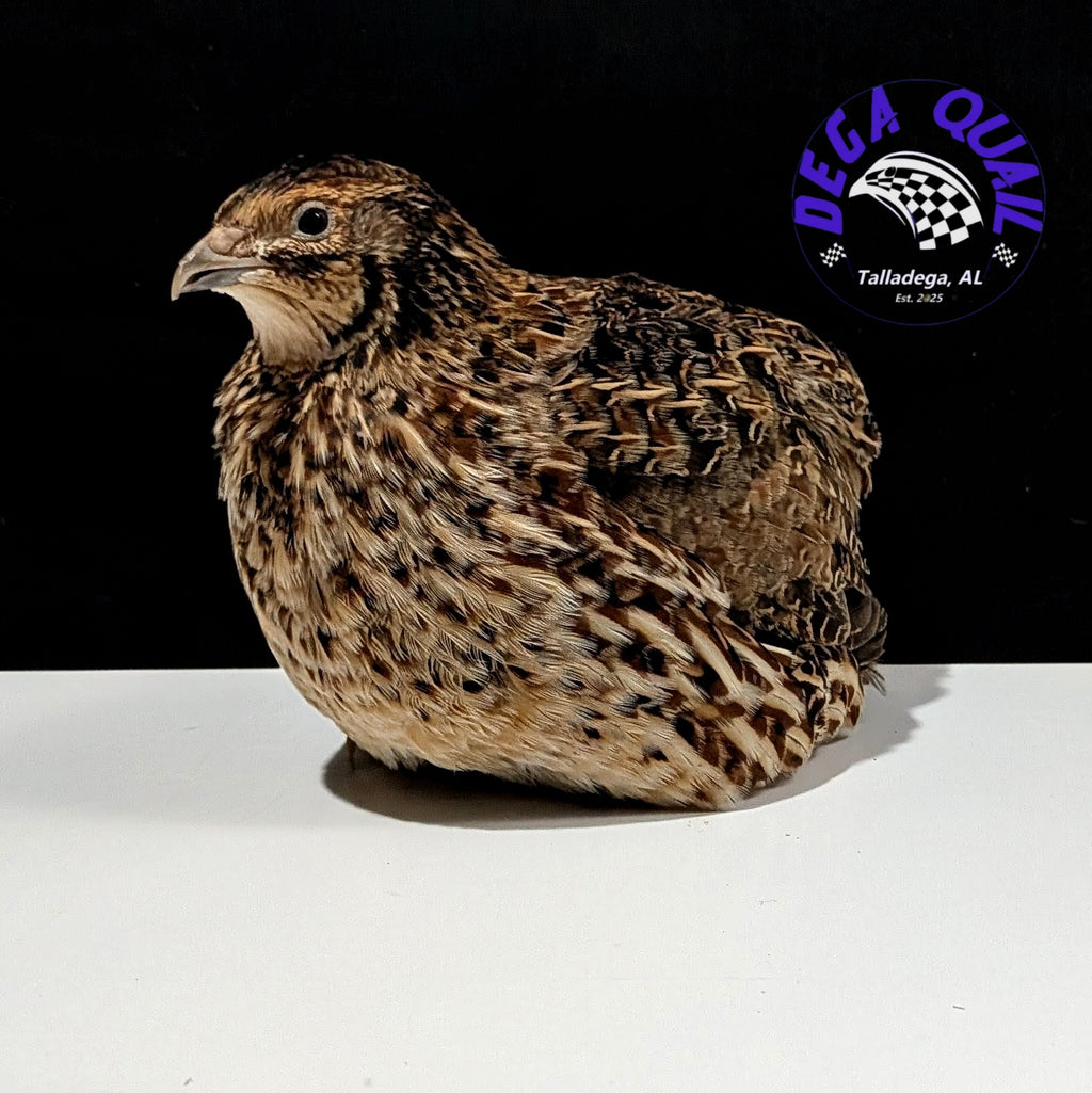 Hens Choice Hatching Eggs