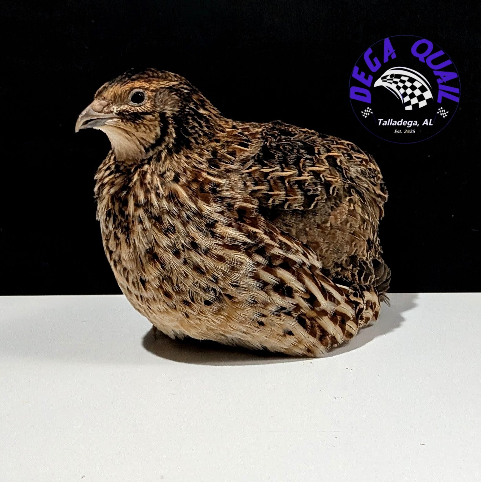 Coturnix Quail Adults/ Juveniles