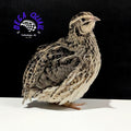 Coturnix Quail Adults/ Juveniles