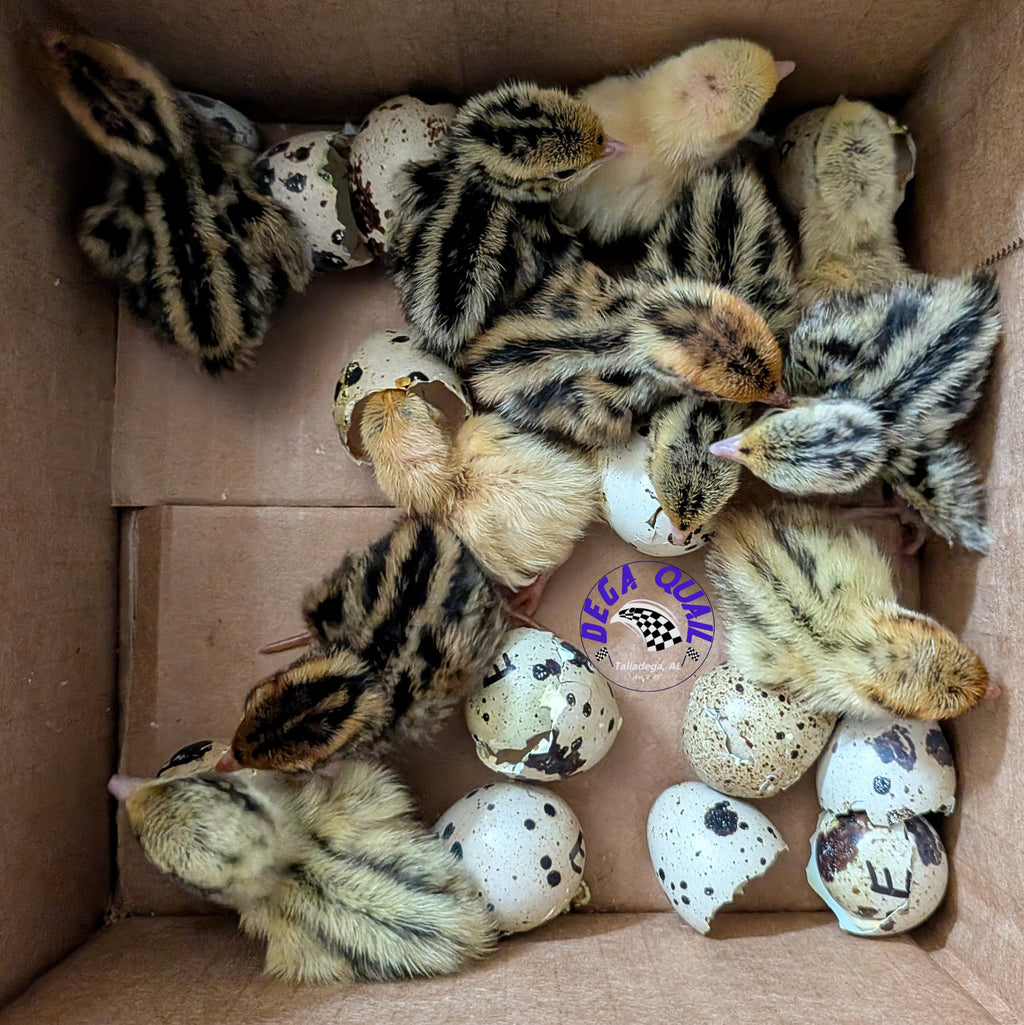 Assorted Coturnix Chicks (Pre-Order)