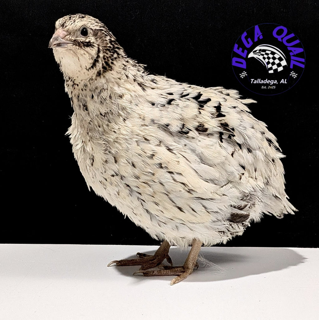 Hens Choice Hatching Eggs