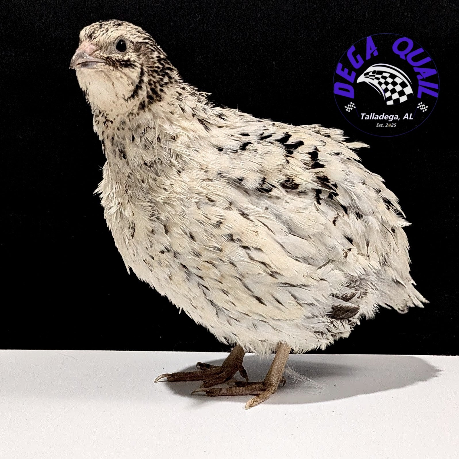 Hens Choice Hatching Eggs