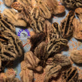 Jumbo Coturnix Chicks