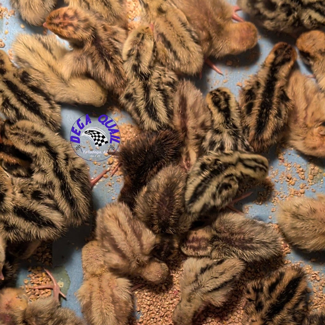 Jumbo Coturnix Chicks